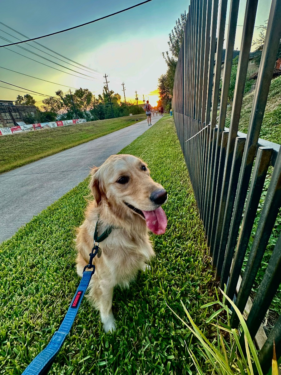 Daisy Available Goldens Available Goldens