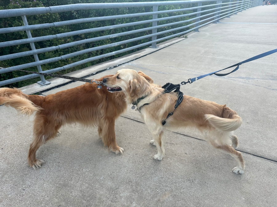 Daisy Available Goldens Available Goldens