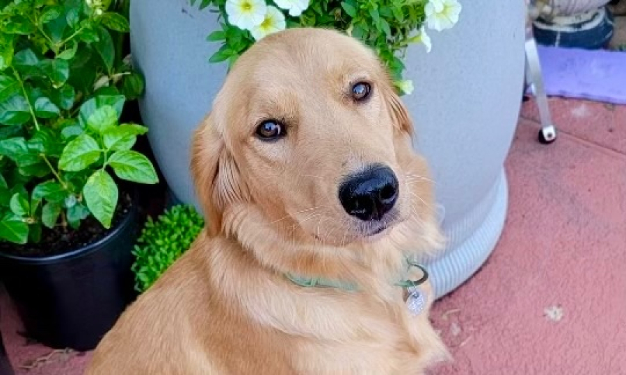 Kora