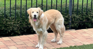 Sam 