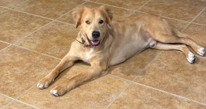 Archie