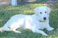 Toby