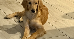 Bella